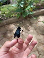 Pepsis