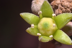 Polyscias kavaiensis