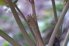 Polyscias kavaiensis