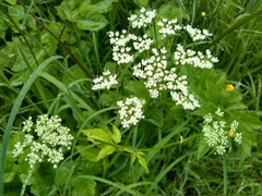 Angiospermae