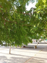 Metasequoia glyptostroboides