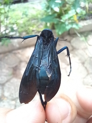 Pepsis