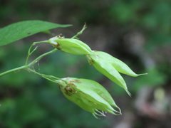 Staphylea colchica