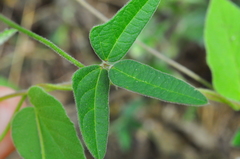 Macroptilium gracile