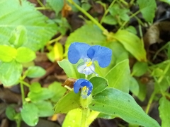 Commelina benghalensis