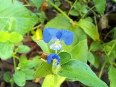 Commelina benghalensis