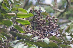 Polyscias kavaiensis