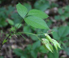 Staphylea colchica