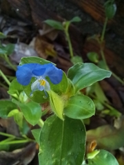 Commelina benghalensis