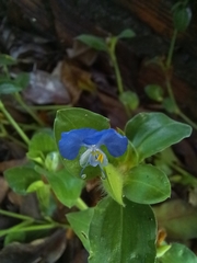 Commelina benghalensis