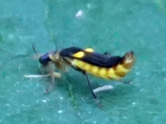 Trypherus frisoni