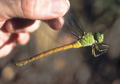 Staurophlebia