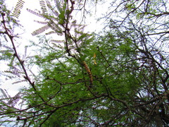Prosopis laevigata