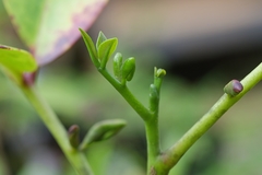Zanthoxylum dipetalum