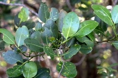 Zanthoxylum dipetalum