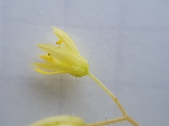 Sedum pubescens image