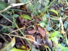 Leucauge