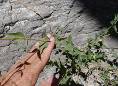 Aldama cordifolia