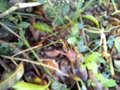 Leucauge