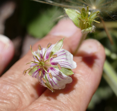 Geranium lentum