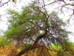 Prosopis laevigata