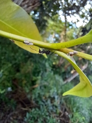 Camponotus