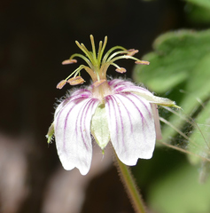 Geranium lentum