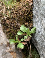 Solidago leiocarpa