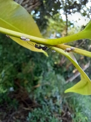Camponotus