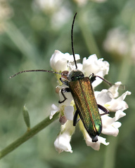 Anogcodes seladonius