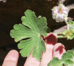 Geranium lentum