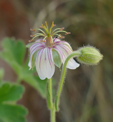 Geranium lentum