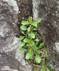 Solidago leiocarpa