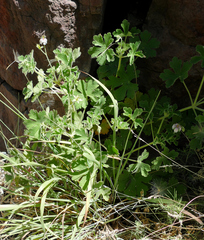 Geranium lentum