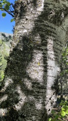 Betula raddeana