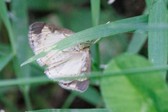 Evergestis pallidata
