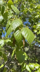 Betula raddeana