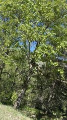 Betula raddeana