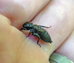 Ophiogomphus incurvatus