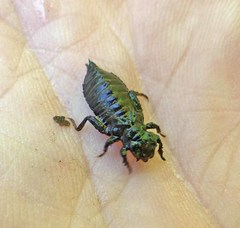 Ophiogomphus incurvatus