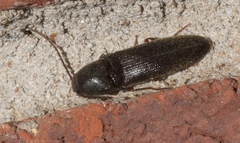 Megapenthes insignis
