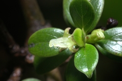 Coprosma elliptica