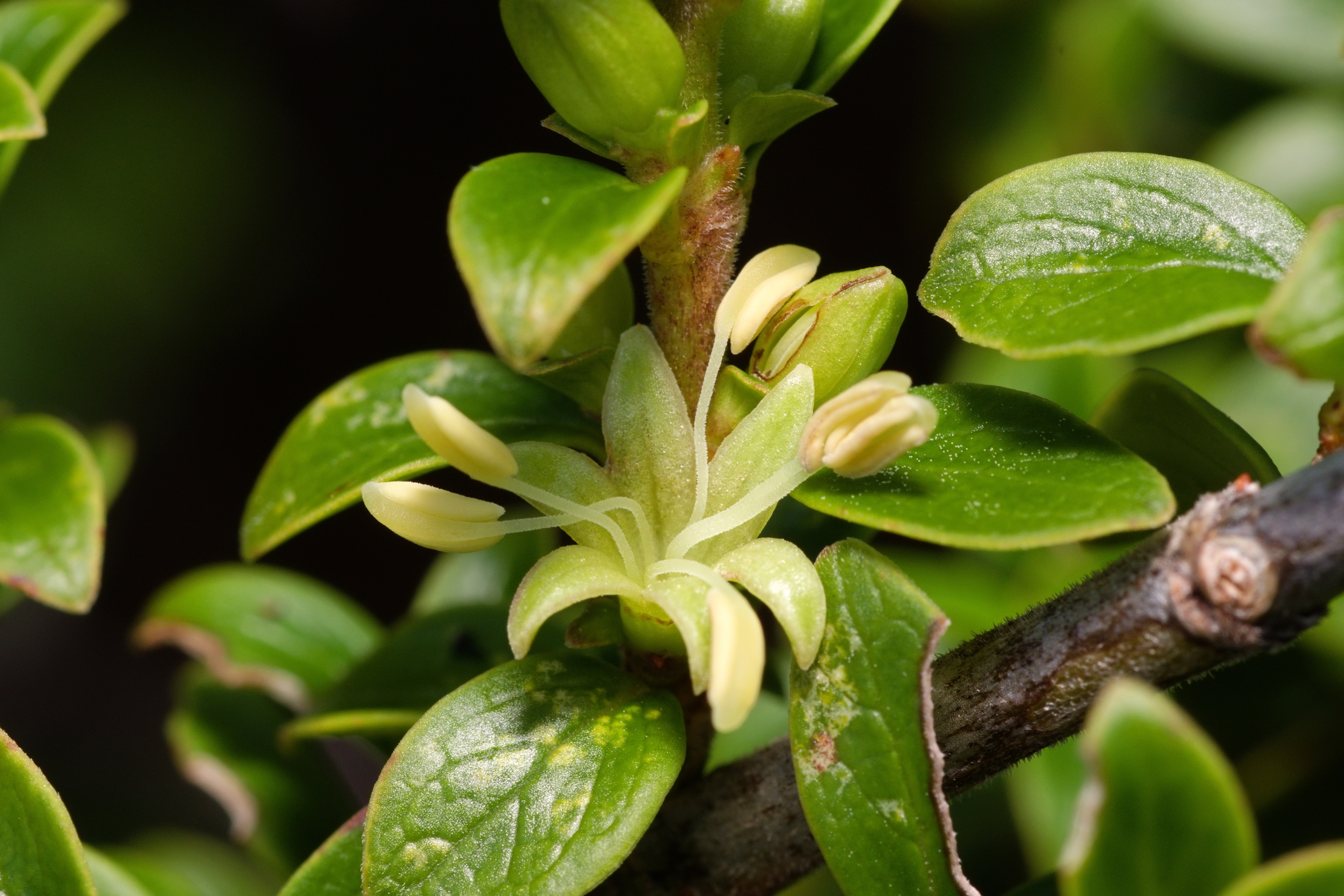 Coprosma elliptica