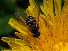 Dasysyrphus venustus