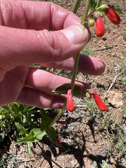 Penstemon eatonii