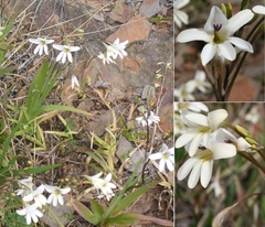 Tritonia pallida