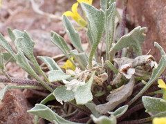 Physaria didymocarpa