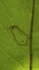 Neurobathra strigifinitella