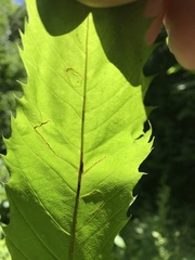 Neurobathra strigifinitella