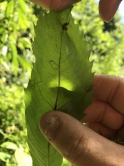 Neurobathra strigifinitella